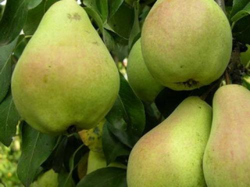 Крупные сорта груши. Крупноплодные сорта груш
