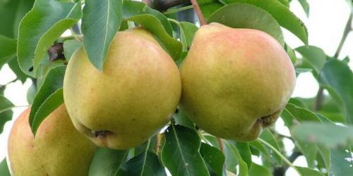 Крупные сорта груши. Крупноплодные сорта груш