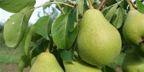 Крупные сорта груши. Крупноплодные сорта груш