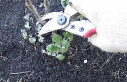 Нужно ли обрезать хризантемы на зиму. Когда обрезать хризантемы на зиму: сроки, правила, особенности процедуры