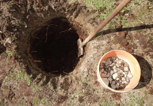 Сколько нужно сажать груш, чтобы они плодоносили. Выращивание груши: советы опытных дачников