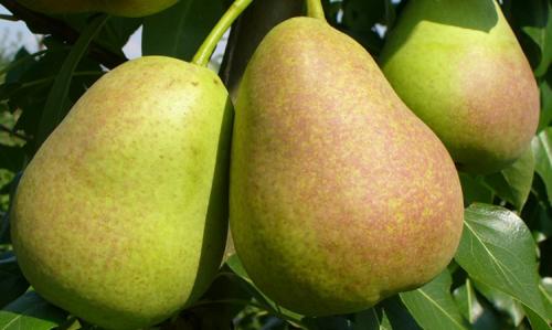 Сколько нужно сажать груш, чтобы они плодоносили. Выращивание груши: советы опытных дачников