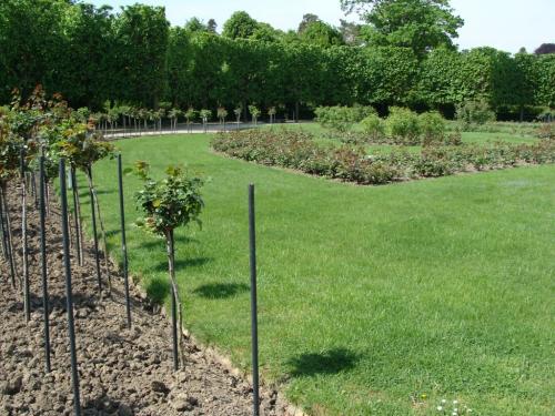 Совместимость плодово ягодных культур при посадке таблица. Какие плодовые деревья можно сажать рядом 15