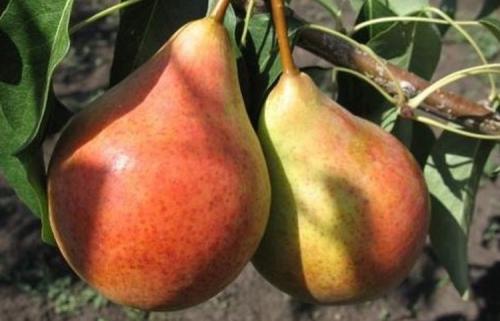 Сколько нужно сажать груш, чтобы они плодоносили. Выращивание груши: советы опытных дачников