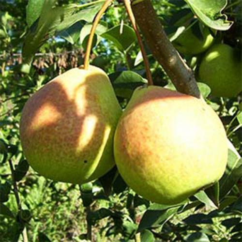 Сколько нужно сажать груш, чтобы они плодоносили. Выращивание груши: советы опытных дачников