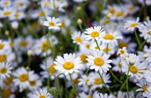 Травы и другие растения. Список полевых (луговых) цветов с фото, названиями и описанием 04 Травы и другие растения. Список полевых (луговых) цветов с фото, названиями и описанием 04