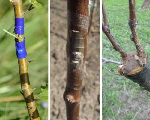 На что можно привить абрикос. Когда и как правильно прививать абрикос весной, летом и осенью