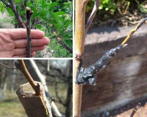 На что можно привить абрикос. Когда и как правильно прививать абрикос весной, летом и осенью