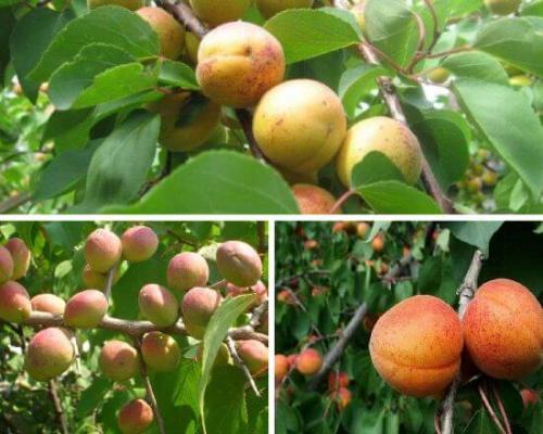 На что можно привить абрикос. Когда и как правильно прививать абрикос весной, летом и осенью