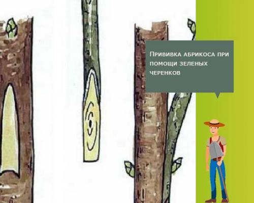 На что можно привить абрикос. Когда и как правильно прививать абрикос весной, летом и осенью