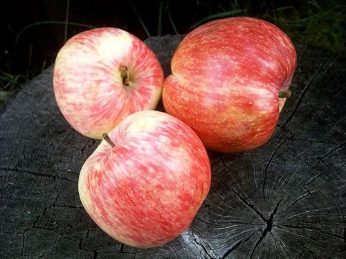 Летний сорт яблони Мельба. Сорт яблони Мельба – описание, посадка и уход, фото, отзывы садоводов