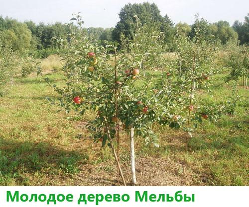 Летний сорт яблони Мельба. Сорт яблони Мельба – описание, посадка и уход, фото, отзывы садоводов