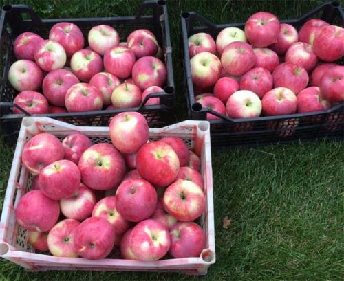 Летний сорт яблони Мельба. Сорт яблони Мельба – описание, посадка и уход, фото, отзывы садоводов