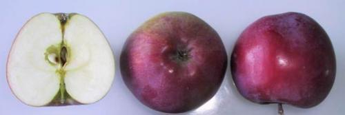 Летний сорт яблони Мельба. Сорт яблони Мельба – описание, посадка и уход, фото, отзывы садоводов