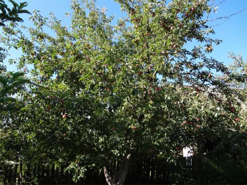 Летний сорт яблони Мельба. Сорт яблони Мельба – описание, посадка и уход, фото, отзывы садоводов