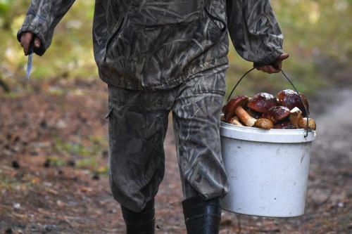 Открывайте для себя мир грибов: простой и понятный путеводитель для начинающих грибников 16 Открывайте для себя мир грибов: простой и понятный путеводитель для начинающих грибников 16