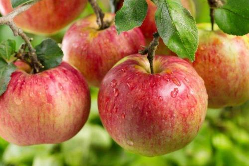 Яблоня описание сорта. Лучшие сорта яблок: фото, названия и описания (каталог)