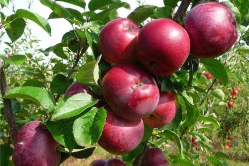 Яблоня описание сорта. Лучшие сорта яблок: фото, названия и описания (каталог)