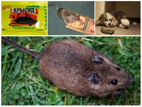 Боятся ли мыши запаха кота. Способы борьбы