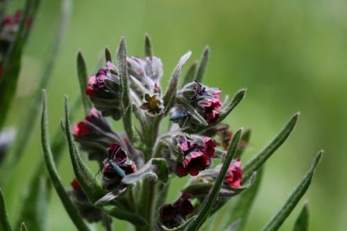 Какую траву не любят мыши. 8 растений, которые надолго отпугнут мышей от вашего садового участка