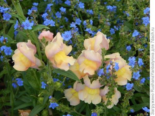 Трава от мышей чернокорень. Чернокорень приятный 'Гроза мышей'. В саду моем растёт он сам, цветы подобны небесам!