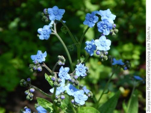 Трава от мышей чернокорень. Чернокорень приятный 'Гроза мышей'. В саду моем растёт он сам, цветы подобны небесам!