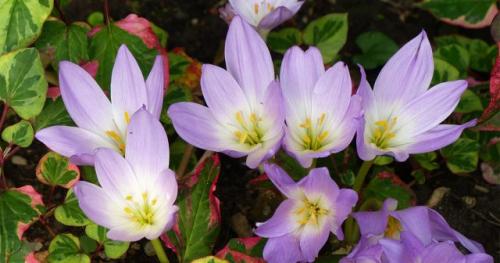 Какие растения лучше выбрать для посадки осенью в зависимости от типа грунта. Сроки посадки цветов