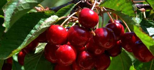 Совместимость красной смородины с другими растениями. Совместимость садовых деревьев друг с другом и другими культурами