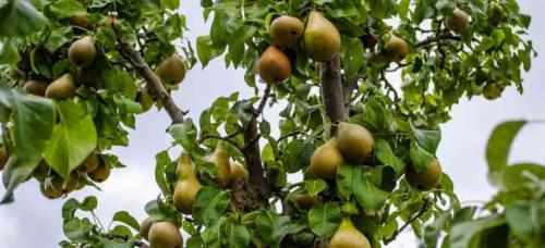 Совместимость красной смородины с другими растениями. Совместимость садовых деревьев друг с другом и другими культурами