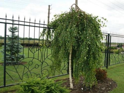 Совместимость красной смородины и вишни. Соседи для красной смородины: какие культуры можно и нельзя садить рядом