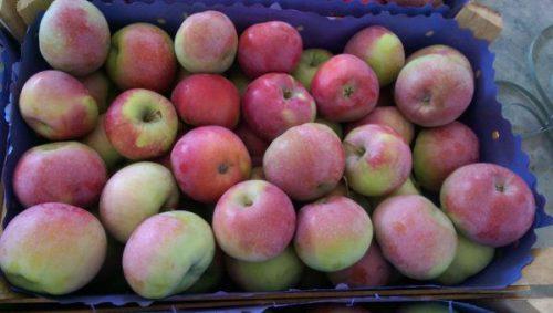 Какие зимние сорта яблок наиболее полезны для здоровья. 5 самых полезных для здоровья яблочных сортов