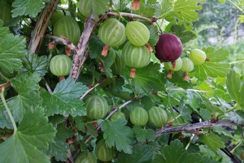 Соседи для груши. Что можно сажать рядом с грушей, соседство на участке