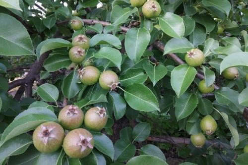 Соседи для груши. Что можно сажать рядом с грушей, соседство на участке