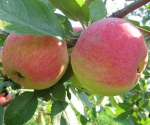 Спуровые сорта яблонь их названия 02