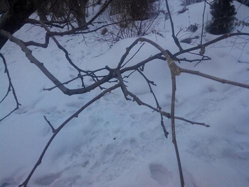 Спуровые сорта яблонь их названия 01