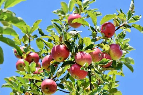 Соседи для груши. Что можно сажать рядом с грушей, соседство на участке
