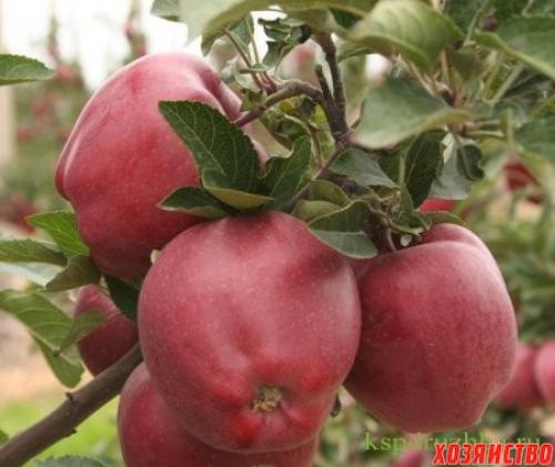 Спуровые сорта яблонь, что это. Как обрезать спуровые