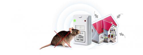 Чего боятся мыши на даче. Отпугиватели