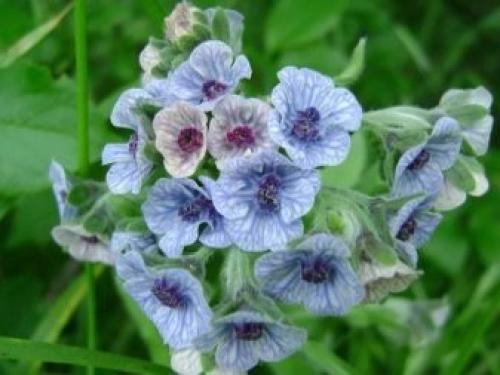 Какие растения отпугнут крыс и мышей с вашего участка. Каких запахов боятся мыши? 01