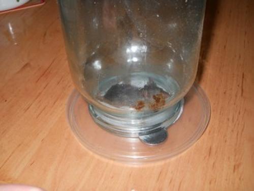 Чертополох от мышей. Как избавиться от мышей