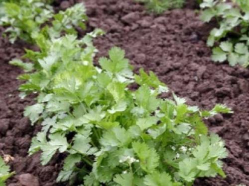 Как избавиться от мышей на даче. Травы 03