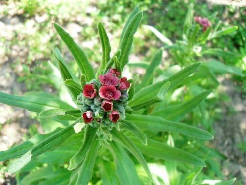 Растения от мышей и крыс. Растения, отпугивающие мышей