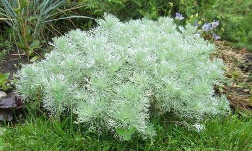 Растения от мышей и крыс. Растения, отпугивающие мышей