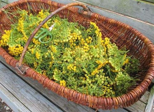 Растения от мышей и крыс. Растения, отпугивающие мышей