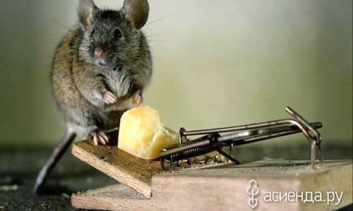 Чертополох от мышей. Как избавиться от мышей