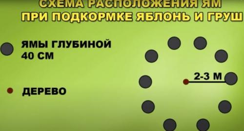 Подкормка яблонь и груш в августе. Когда и как правильно подкармливать груши и яблони после их плодоношения