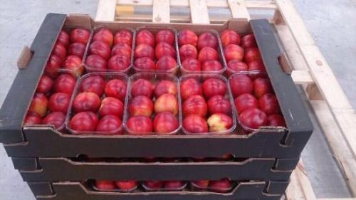 Как вырастить персик из косточки в домашних условиях. Выбор посадочного материала