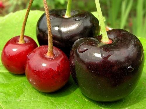 Черешня красная плотная. Классифицируем такое множество сортов черешни