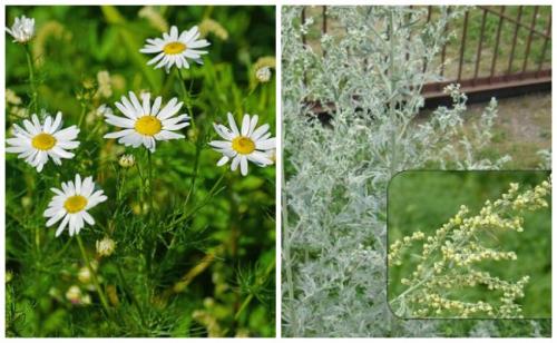 Белизна от мышей. Запахи