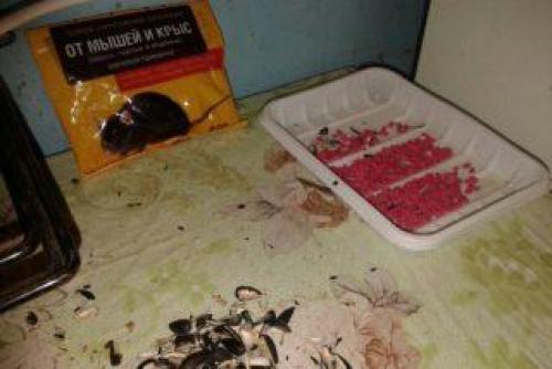 Какой запах не любят мыши и крысы. Грызуны будут обходить ваш дом стороной: какие запахи в доме отпугивают мышей 10